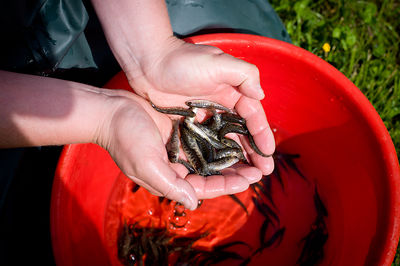 Ein Mitarbeiter des Lehr- und Beispielsbetriebs Lindbergmühle hält Jungfische in seinen Händen. Unter seinen Händen ist ein roter Eimer mit Wasser und weiteren Jungfischen zu sehen.